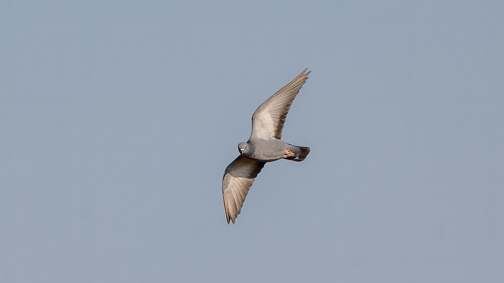 Rock Pigeon